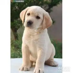 重庆哪里卖拉布拉多的重庆拉布拉多最低多少钱拉布拉多图片