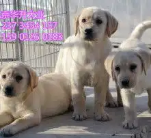 黄页88高清图片