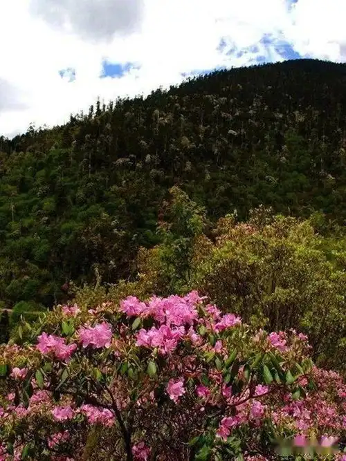 中国国家地质公园高山高原丹霞地貌云南玉龙黎明老君山国家地质公园