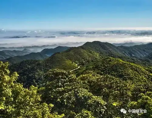 绿会成立中华马来穿山甲保护地,让云南文山州生物多样性保护更出彩