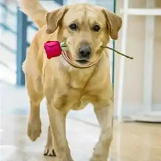 拉布拉多是神犬小七吗纯种拉布拉多血统拉布拉多犬