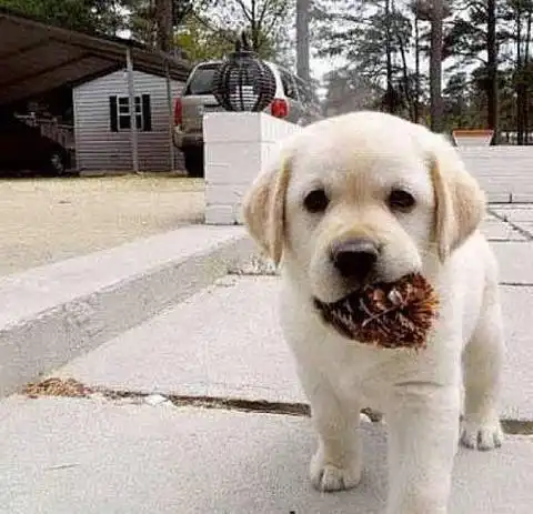 拉布拉多犬挑食怎么办