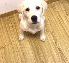 拉不拉多奶油色