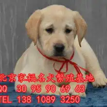 北京家福犬业供应产品