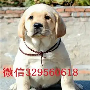 莆田哪里卖纯种拉布拉多幼犬出售纯种拉布拉多幼犬拉布拉多犬双血统大骨架拉布拉多图片