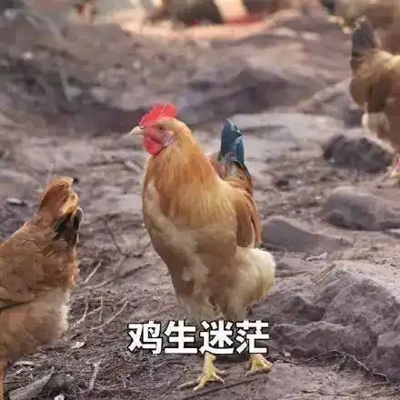 价格还要涨中国人每天吃掉近1亿只很多人夏天很爱吃