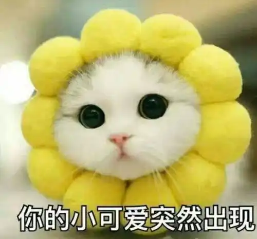 猫卡通头像情侣头像表情