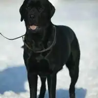拉布拉多犬头像图片大全微信头像图片大全