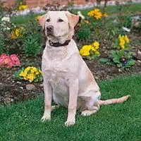 拉布拉多巡回犬温顺可爱的拉布拉多头像