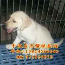 拉不拉多聪明吗出售纯种的拉布拉多幼犬,cku血统,包健康,可挑选