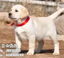 拉布拉多情侣头像两张幼