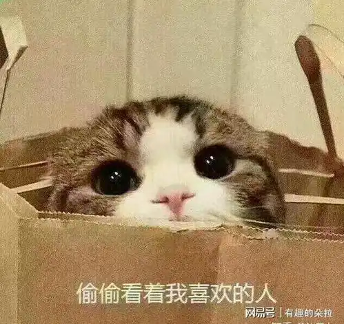 抖音可爱头像小猫咪