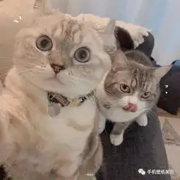 抖音比较火的头像,小可爱头像大全