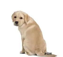 哪里有纯种小拉布拉多犬出售成年拉布拉多犬价格