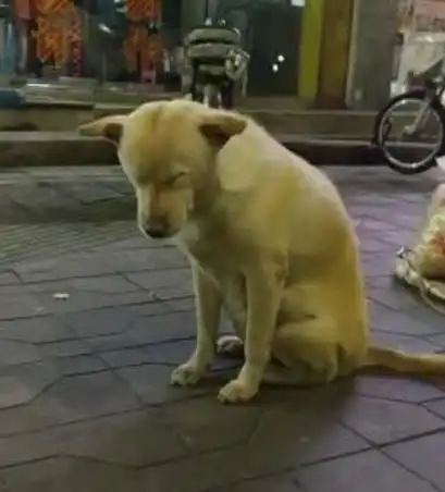 遇到一陪主人摆摊的狗,正想夸夸它时,却发现这货正在...