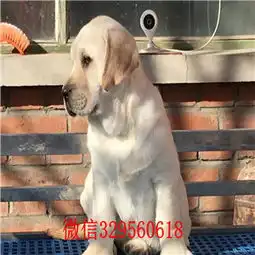 金华哪里有卖拉布拉多犬拉布拉多犬双血统大骨架疫苗齐全的拉布拉多纯种拉布拉多幼犬