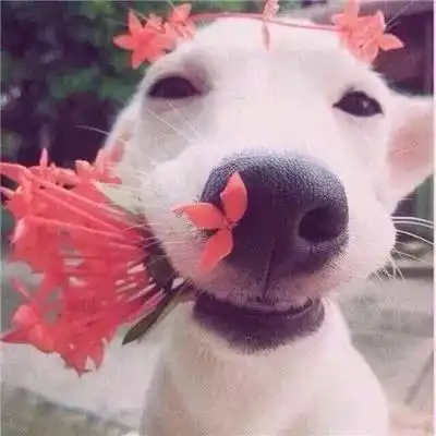 日常送头像,情侣的那种