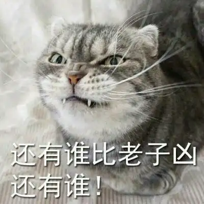 可爱猫咪超级搞怪带字头像2018最新感同身受是最温柔的冷笑话