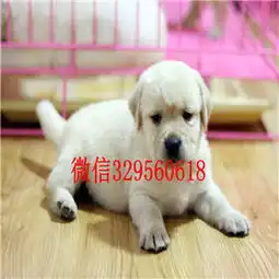 合川哪有卖拉布拉多犬长期出售拉布拉多犬拉布拉多神犬小七出售大骨架拉布拉多犬