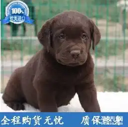出售拉布拉多今日特价送用品一签协议包养活