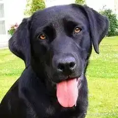 饲养拉布拉多犬的四个缺点,能接受再考虑养狗吧