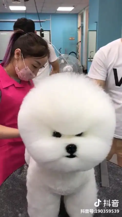 抖音热门上的三只狗狗