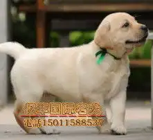 黄页88高清图片