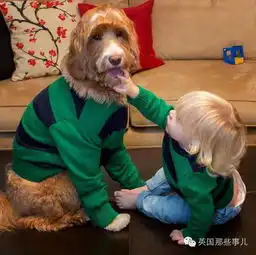 一只拉布拉多贵宾混....这货真还真给他们玩成了毛绒玩具...