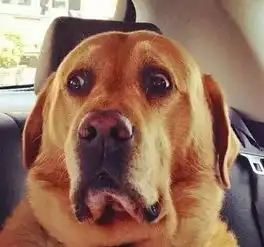 拉布拉多犬的必杀技眼神,无辜到爆