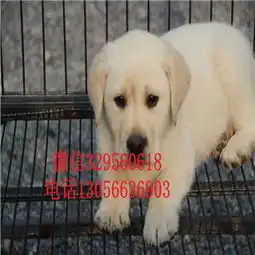 哈密哪里能买到纯种拉布拉多犬拉布拉多犬双血统大骨架纯种双血统拉布拉多拉不拉多图片