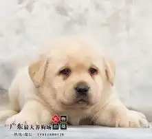 拉布拉多情侣头像两张拉