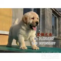 北京哪里出售拉布拉多犬拉布拉多犬价格拉布拉多多少钱-黄页88网