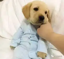 真不敢相信,拉布拉多这样喝水