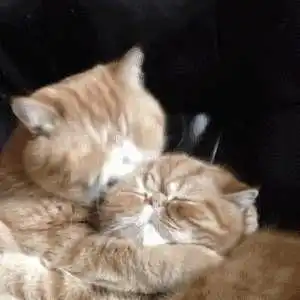 接吻头像情侣一式两张猫