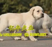 黄页88高清图片