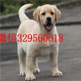 广州哪里卖纯种拉布拉多幼犬黄色拉布拉多犬拉布拉多多少钱拉布拉多犬舍狗场