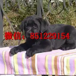 泰安哪里有狗卖,黄色拉布拉多幼犬,拉布拉多图片