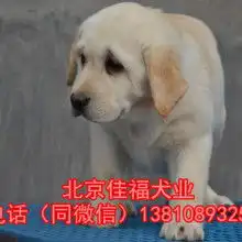 北京家福犬业
