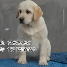 菏泽市天诚犬业