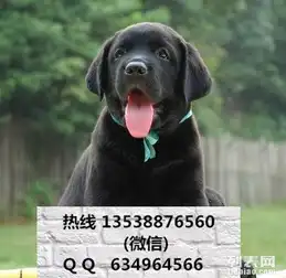 纯种拉布拉多幼犬一只拉布拉多哪里有卖拉多价格