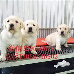 哪里能买到纯种拉布拉多犬拉不拉多多少钱一只纯种精品拉布拉多幼犬纯种拉布拉多幼犬