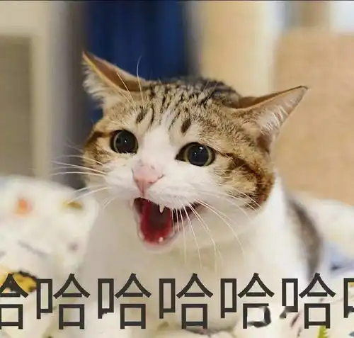 umao有毛小猫咪真的不会笑吗答案恐怕和你想的不一样