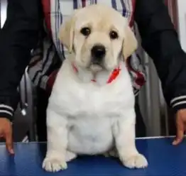 黑色导盲犬迷人的拉布拉多幼犬