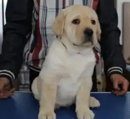 图北京实体犬舍注册犬业出售拉布拉多售后齐全让您购宠无忧北京宠物狗