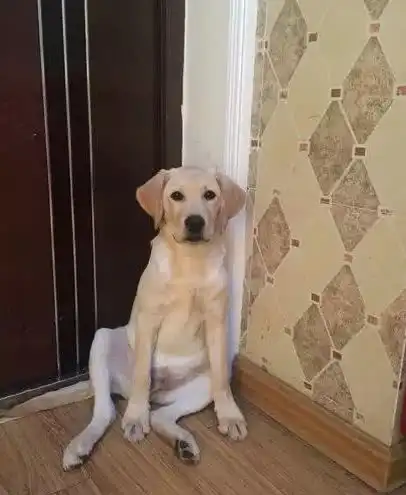 拉布拉多犬被主人训,急忙跑去蹲墙角,那委屈的小表情厉害了