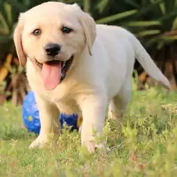 图cku认证犬舍拉布拉多犬保障健康终生售后成都宠物狗