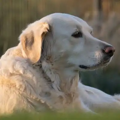 拉布拉多猎犬头像活泼忠诚的拉布拉多猎犬