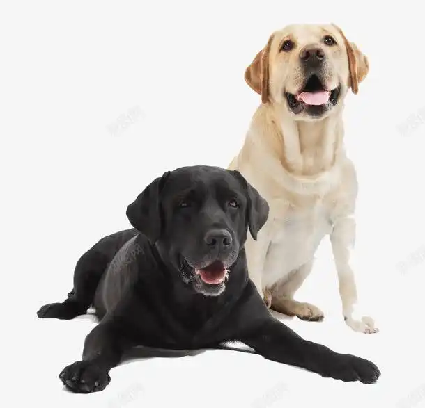 两只拉布拉多犬舌头驯服元素免抠png设计图片免费下载页面网页平面电商创意素材哺乳素材