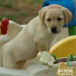 神犬小七拉布拉多犬,忠诚,勇敢,活泼可爱