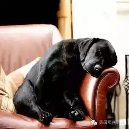 一只瘫倒在马路上的水豚,居然是...